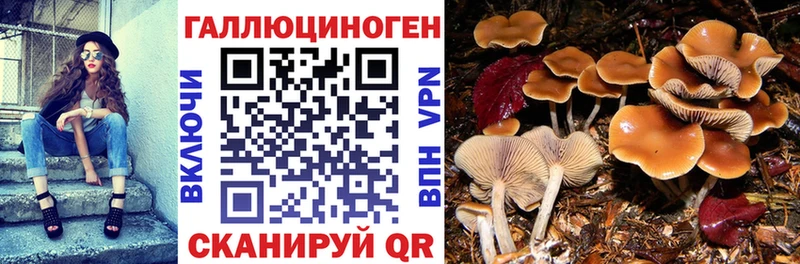 Купить закладки  Валдай  Псилоцибиновые грибы Psilocybe 
